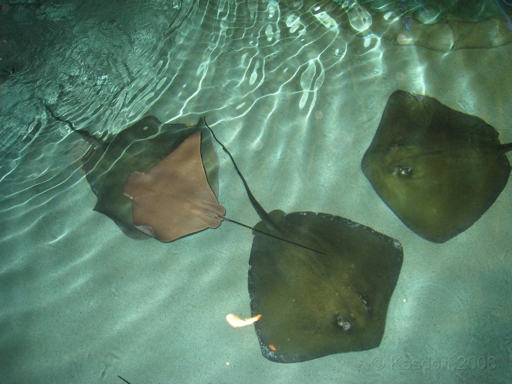 Baltimore MD 2009 0800.jpg - A 4th of July trip to Washington DC in 2009 included a stop in Baltimore MD to see the National Aquarium.